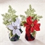 Poinsettias : Blanc