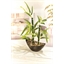 Bamboo plant or Set of 2 bamboo plants